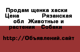 Продам щенка хаски › Цена ­ 3 500 - Рязанская обл. Животные и растения » Собаки   